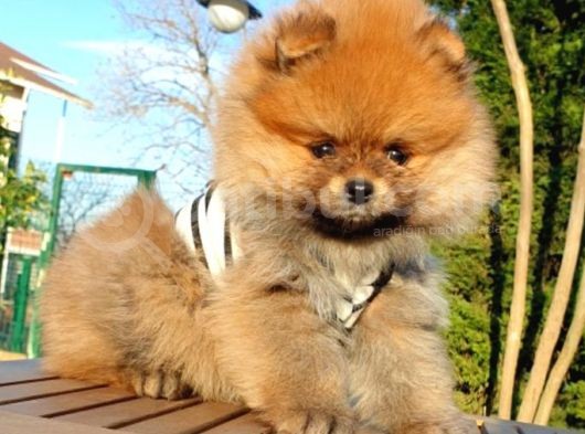 Satılık Pomeranian Boo Teddy Bear Yavrular