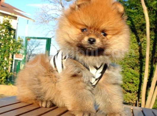 Satılık Pomeranian Boo Teddy Bear Yavrular görsel