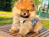 Satılık Pomeranian Boo Teddy Bear Yavrular