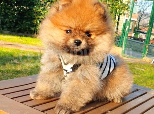 Satılık Pomeranian Boo Teddy Bear Yavrular görsel