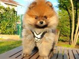 Satılık Pomeranian Boo Teddy Bear Yavrular