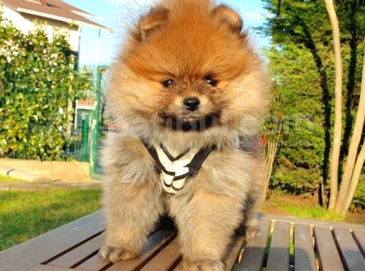 Satılık Pomeranian Boo Teddy Bear Yavrular görsel