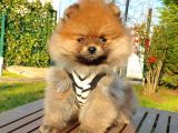 Satılık Pomeranian Boo Teddy Bear Yavrular