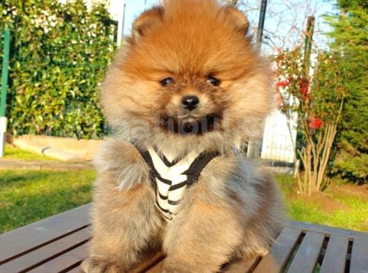 Satılık Pomeranian Boo Teddy Bear Yavrular görsel