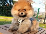 Satılık Pomeranian Boo Teddy Bear Yavrular