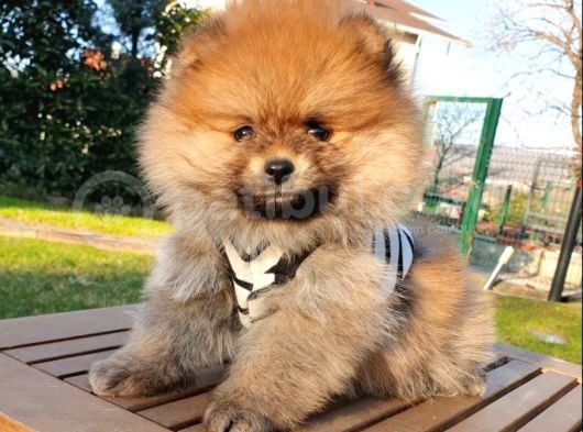 Satılık Pomeranian Boo Teddy Bear Yavrular görsel
