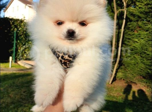 Teddy Face Pomeranian Boo Yavrularımız görsel