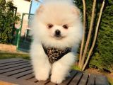 Teddy Face Pomeranian Boo Yavrularımız
