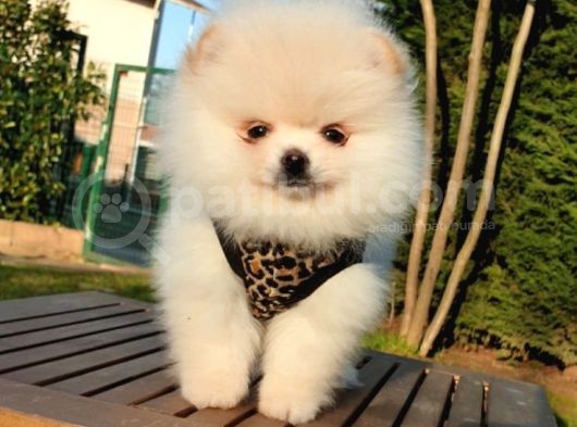 Teddy Face Pomeranian Boo Yavrularımız görsel