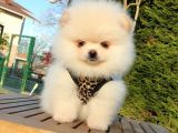 Teddy Face Pomeranian Boo Yavrularımız