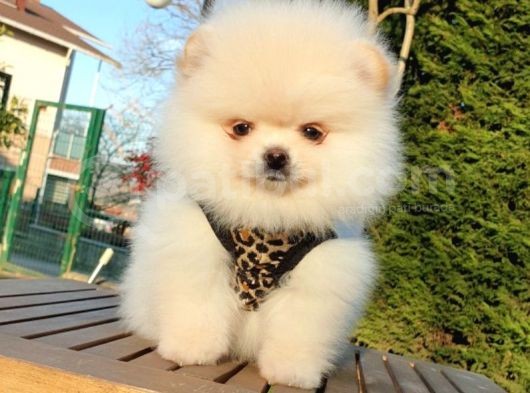 Teddy Face Pomeranian Boo Yavrularımız görsel