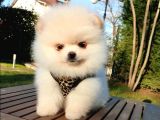 Teddy Face Pomeranian Boo Yavrularımız