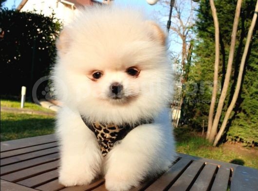 Teddy Face Pomeranian Boo Yavrularımız görsel