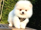 Teddy Face Pomeranian Boo Yavrularımız