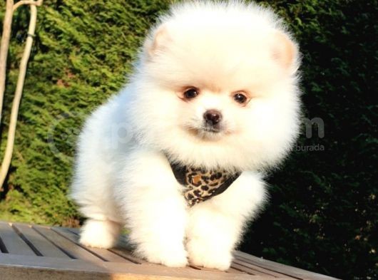 Teddy Face Pomeranian Boo Yavrularımız