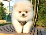 Teddy Face Pomeranian Boo Yavrularımız