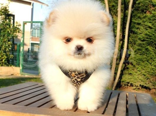 Teddy Face Pomeranian Boo Yavrularımız görsel
