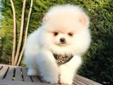 Teddy Face Pomeranian Boo Yavrularımız