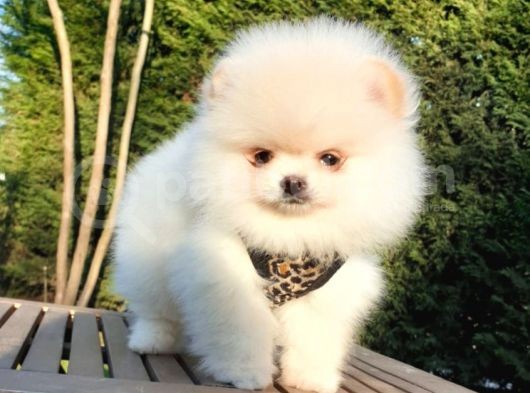 Teddy Face Pomeranian Boo Yavrularımız görsel