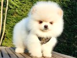 Teddy Face Pomeranian Boo Yavrularımız