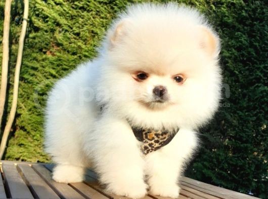 Teddy Face Pomeranian Boo Yavrularımız görsel