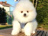 Teddy Bear Ayı Surat Pomeranian Boo Yavrularımız