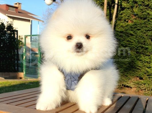 Teddy Bear Ayı Surat Pomeranian Boo Yavrularımız