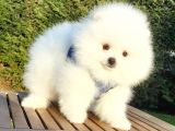 Teddy Bear Ayı Surat Pomeranian Boo Yavrularımız