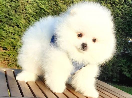 Teddy Bear Ayı Surat Pomeranian Boo Yavrularımız görsel