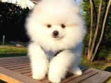 Teddy Bear Ayı Surat Pomeranian Boo Yavrularımız