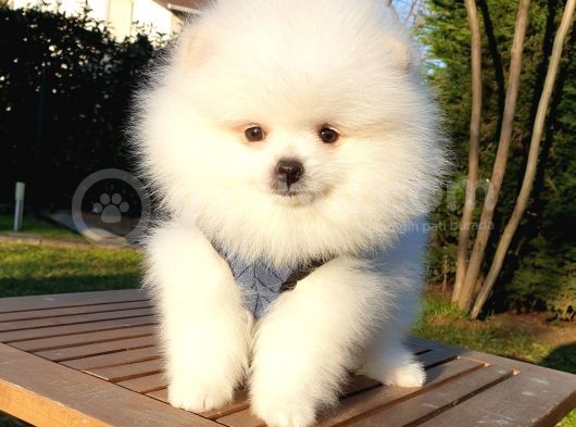 Teddy Bear Ayı Surat Pomeranian Boo Yavrularımız görsel