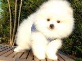Teddy Bear Ayı Surat Pomeranian Boo Yavrularımız