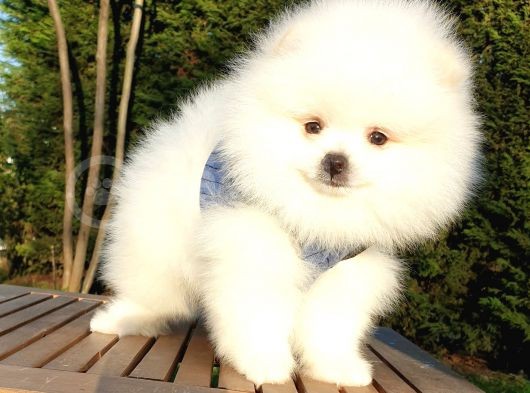 Teddy Bear Ayı Surat Pomeranian Boo Yavrularımız görsel