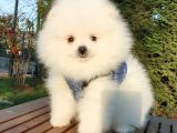 Teddy Bear Ayı Surat Pomeranian Boo Yavrularımız