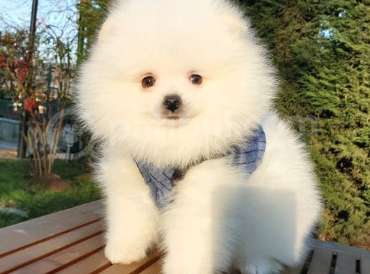 Teddy Bear Ayı Surat Pomeranian Boo Yavrularımız görsel