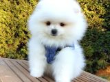 Teddy Bear Ayı Surat Pomeranian Boo Yavrularımız