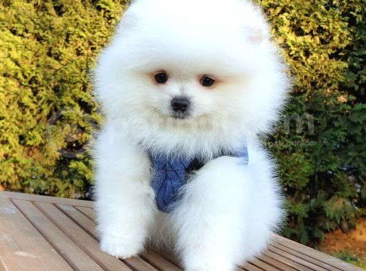 Teddy Bear Ayı Surat Pomeranian Boo Yavrularımız görsel