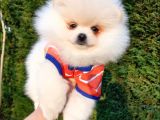 Orjinal Pomeranian Boo Yavrularımız