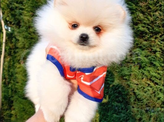 Orjinal Pomeranian Boo Yavrularımız görsel