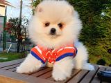 Orjinal Pomeranian Boo Yavrularımız