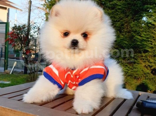 Orjinal Pomeranian Boo Yavrularımız görsel