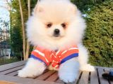 Orjinal Pomeranian Boo Yavrularımız