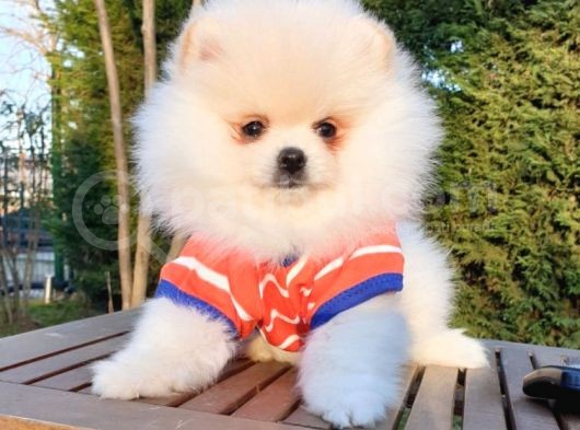 Orjinal Pomeranian Boo Yavrularımız görsel