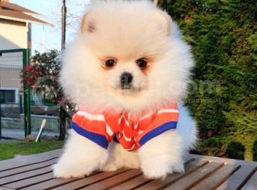 Orjinal Pomeranian Boo Yavrularımız görsel