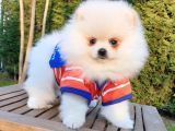 Orjinal Pomeranian Boo Yavrularımız
