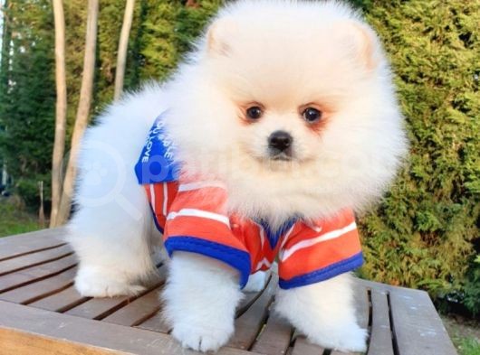 Orjinal Pomeranian Boo Yavrularımız