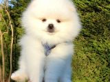 Teddy Bear Ayı Surat Pomeranian Boo Yavrularımız