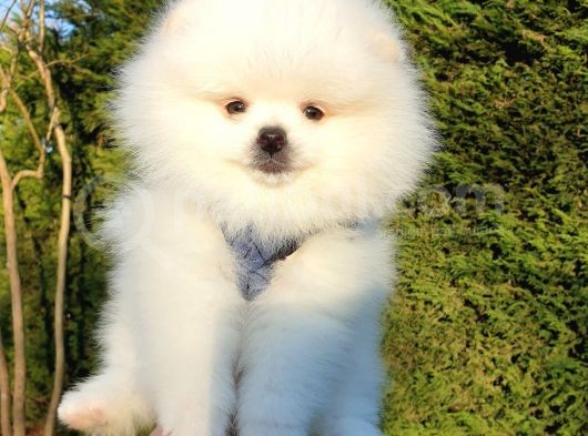 Teddy Bear Ayı Surat Pomeranian Boo Yavrularımız görsel