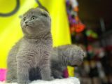 Top Kafa Show Kalite Scottish Fold Yavruları