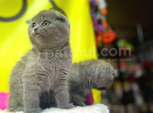 Top Kafa Show Kalite Scottish Fold Yavruları görsel